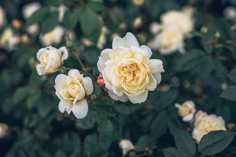 Funeral Flowers